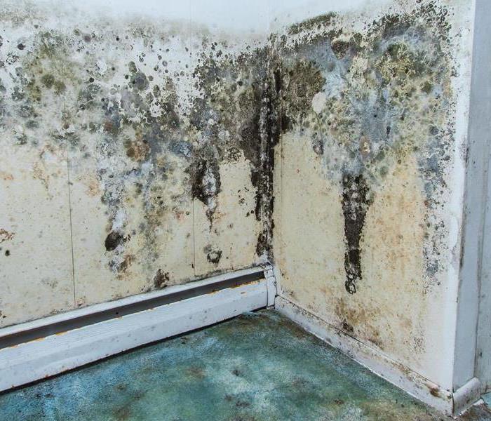 mold damage wall